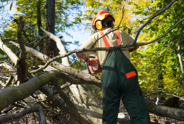 Customize Your Insurance Coverage with These Policies for Tree Service Contractors